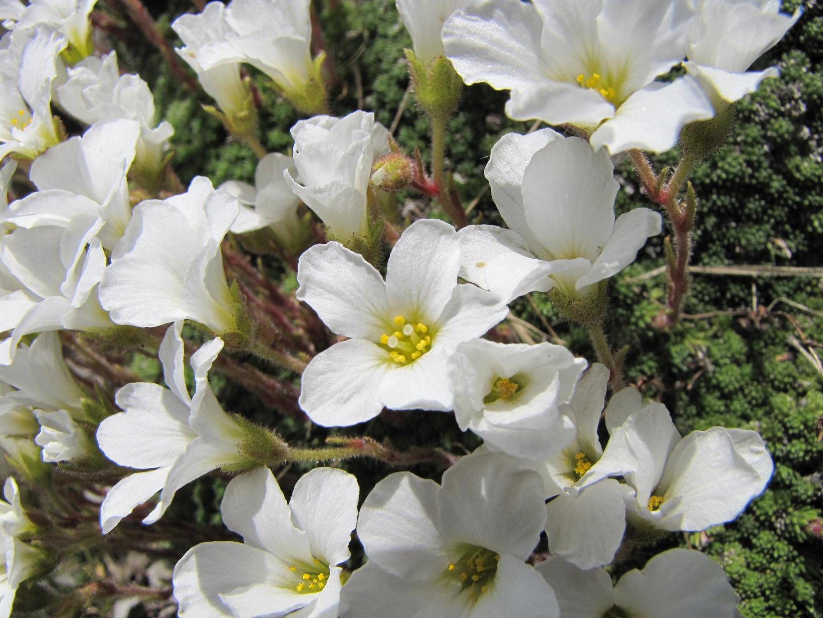 Saxifraga tombeanensis / Sassifraga del Monte Tombea